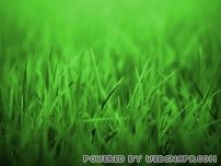 Arkadia Gardens | Raj w Twoim ogrodzie |ogrody lublin | projektowanie ogrod�w | piel�gnacja ogrod�w 