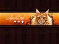 Maine Coon - hodowla kot�w - LynxCoon*PL